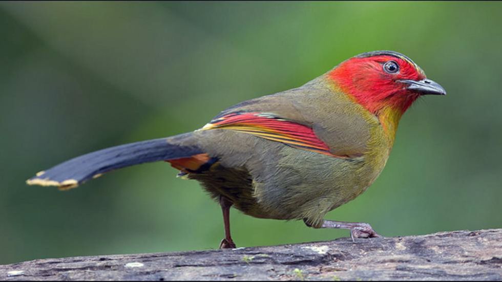 Nepal's Extinct Bird Spotted After Disappearing for 178 Years EcoWatch