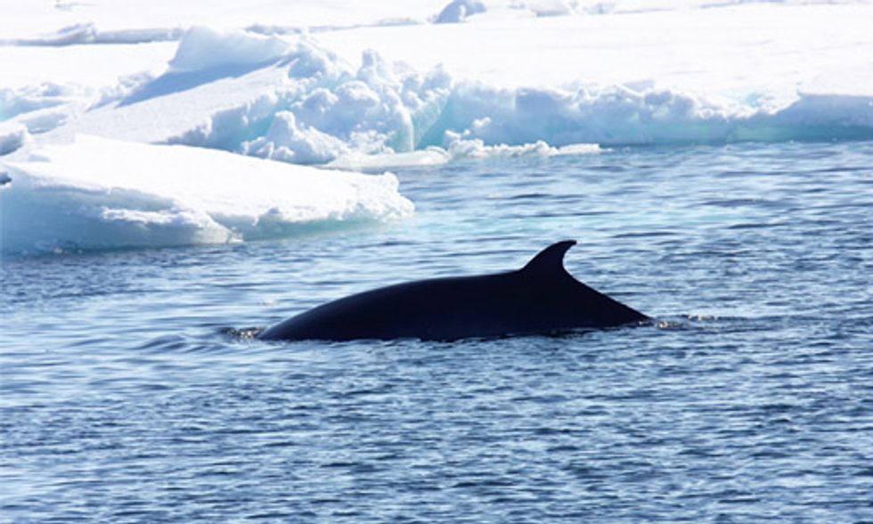 Norway Kills More Whales Than Japan and Iceland Combined