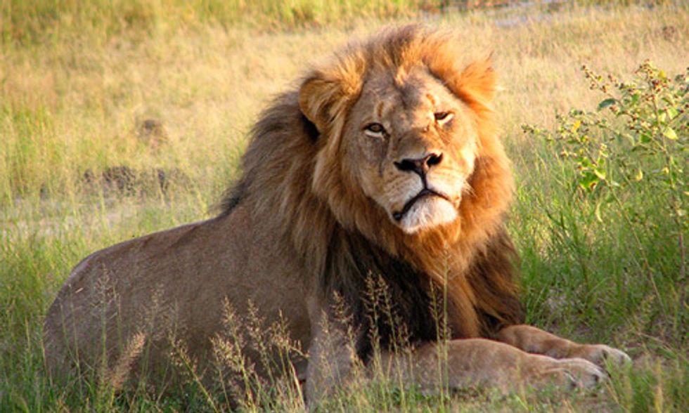 House Democrats Target Trophy Hunting on Anniversary of Cecil’s Death