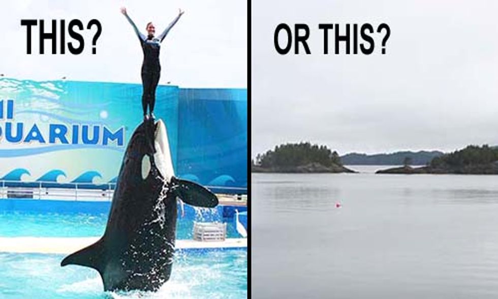 What Freedom Could Look Like for SeaWorld's Killer Whales