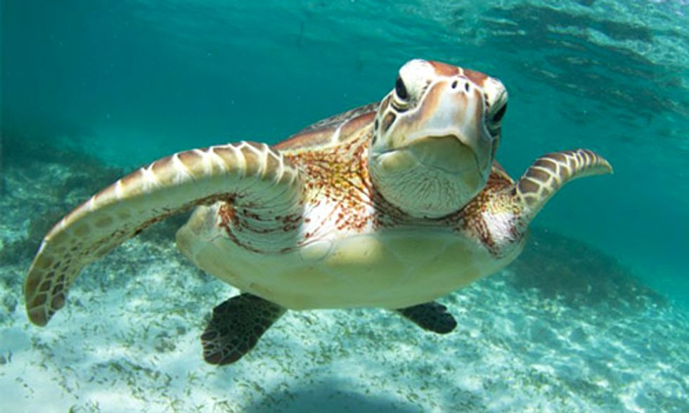 How Long Sea Turtle Hold Breath