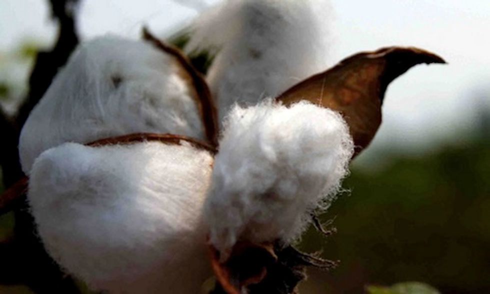 Monsanto Issued Two GMO Permits Despite Objection From 5 Million Nigerians