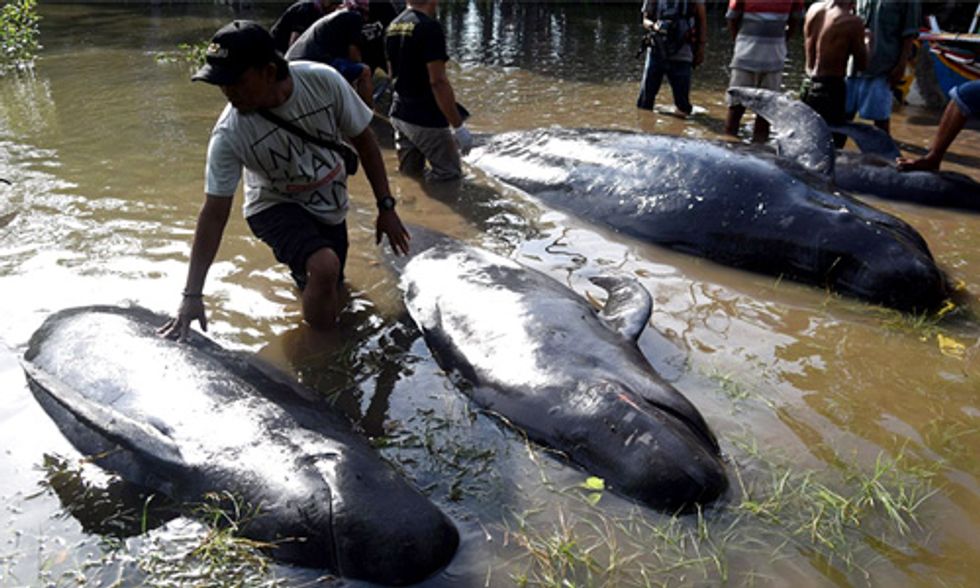 8 Pilot Whales Dead After Mass Stranding