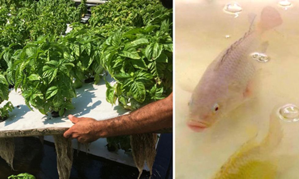 3 Aquaponic Farms in Brooklyn Killing It
