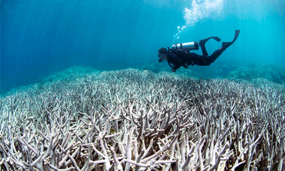 NOAA: World's Worst Coral Bleaching Event to Continue 'With No Signs of Stopping'