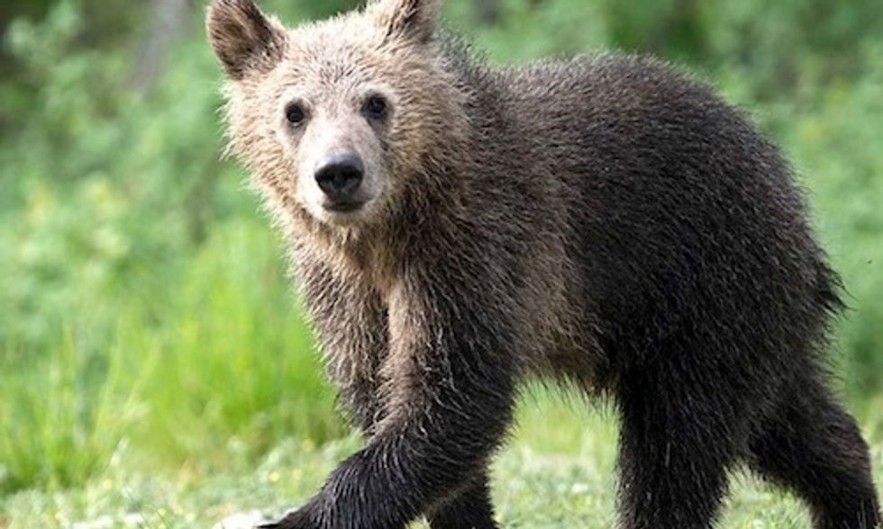 Cub of Beloved Grizzly Killed by Car as FWS Plans to Delist Yellowstone Bear
