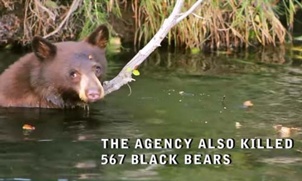 3.2 Million Animals Killed by Wildlife Services in 2015