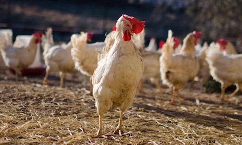 World's Largest Food Distributor Commits to Source 100% Cage-Free Eggs
