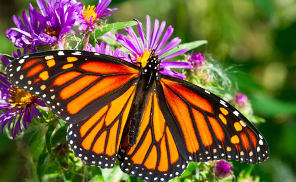 10 Super Cool Facts About Butterflies EcoWatch