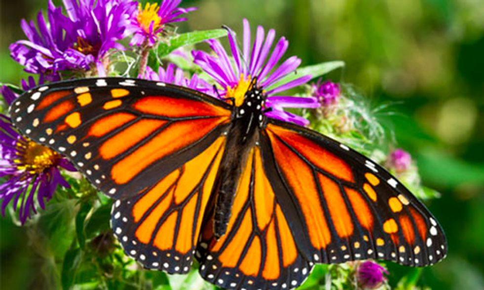 10 Super Cool Facts About Butterflies Ecowatch