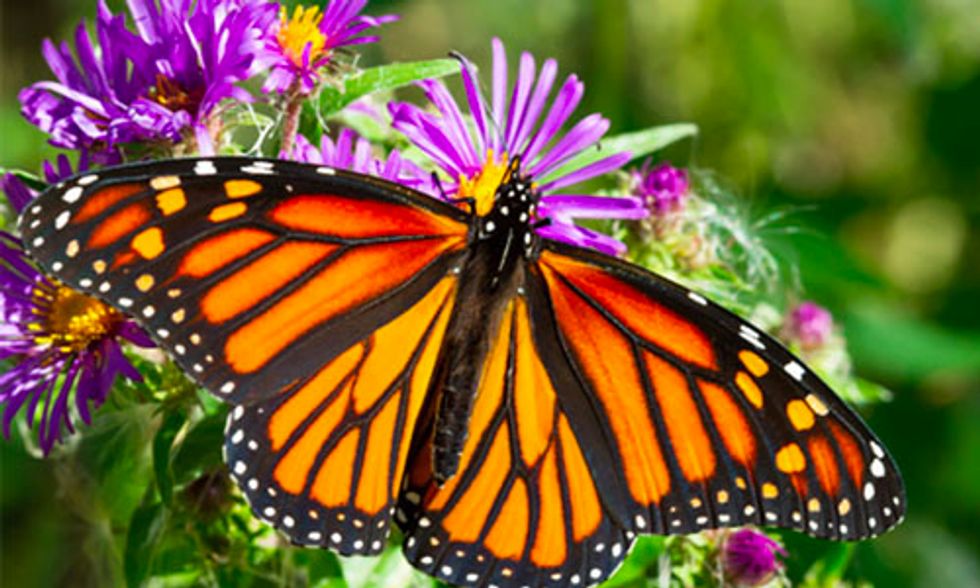 10 Super Cool Facts About Butterflies Ecowatch 10 Super Cool Facts About Butterflies Ecowatch