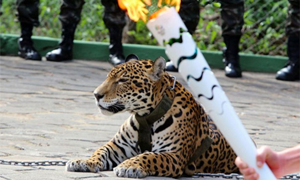 Jaguar Shot Dead After Olympic Torch Passing Ceremony in Brazil