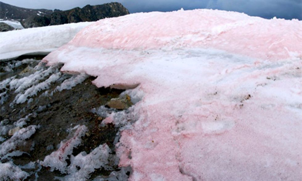 Pink Snow a Bad Sign for the Future, Scientists Say