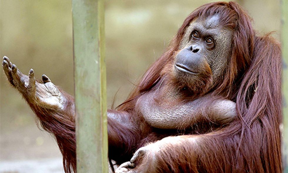 Buenos Aires to Close 140-Year-Old Zoo, Saying 'Captivity Is Degrading’