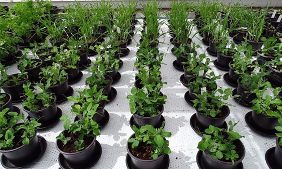 Scientists Grow First Edible Plants From Mars-Like Soil