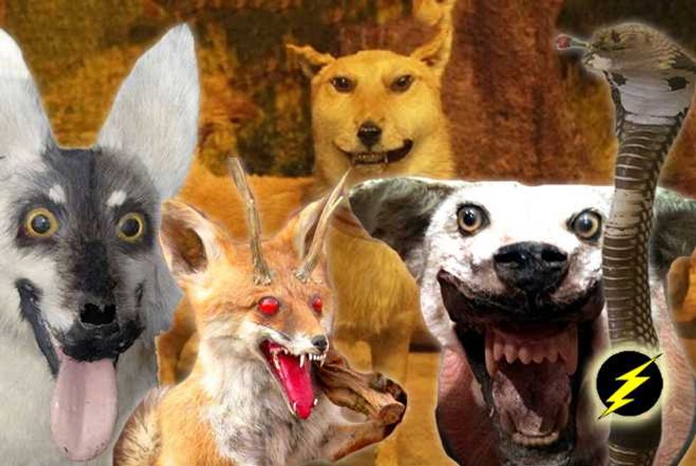 The Very Best Of The Very Worst Utterly Tragic Taxidermy Attempts