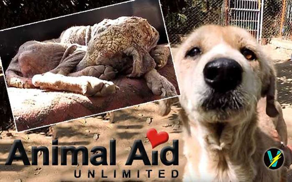 Rescued Dog That Looked Like A Stone Makes Full Recovery