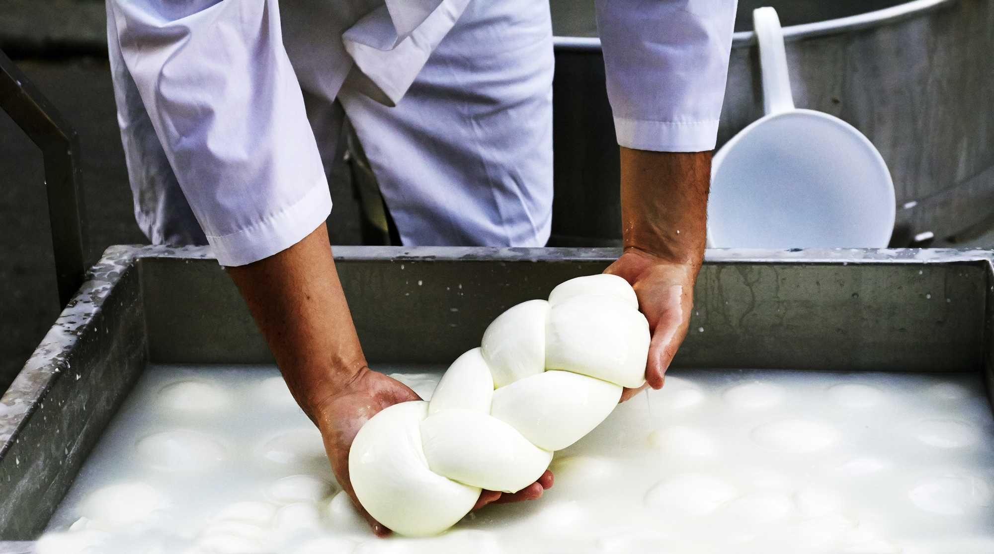 Metà delle mozzarelle campane si fa con cagliate tedesche e polacche