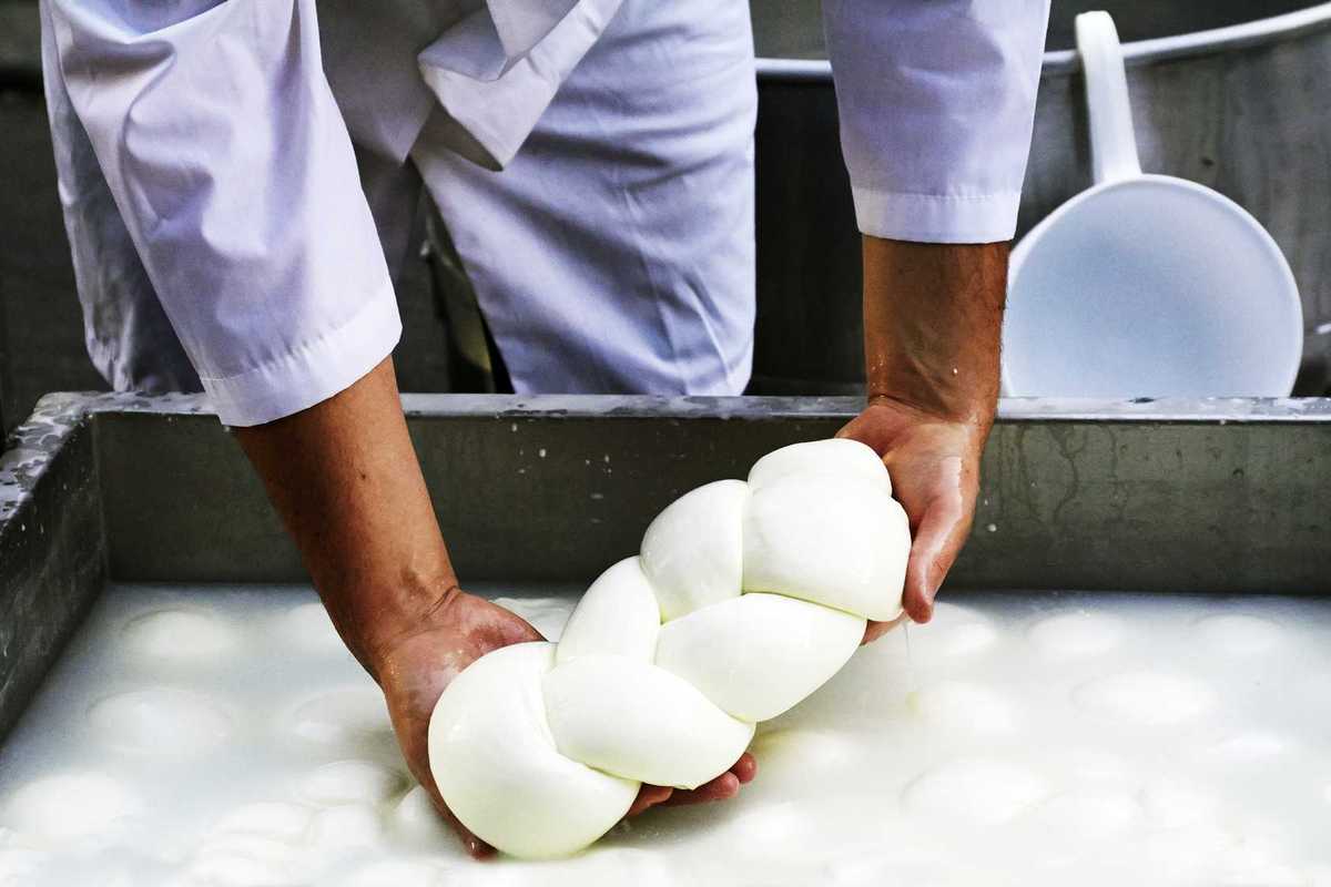 Metà delle mozzarelle campane si fa con cagliate tedesche e polacche