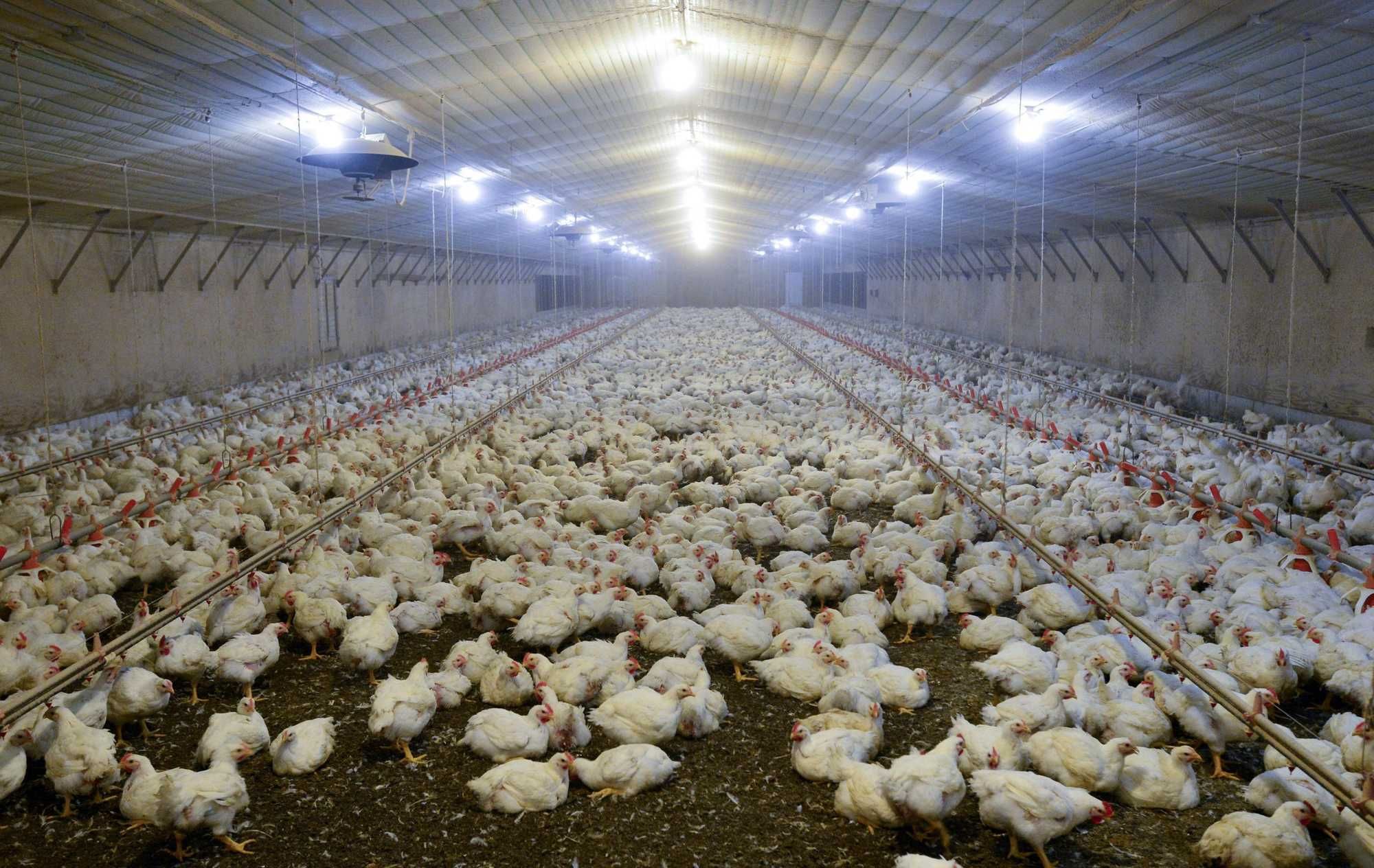 Effetto Mercosur: polli contaminati