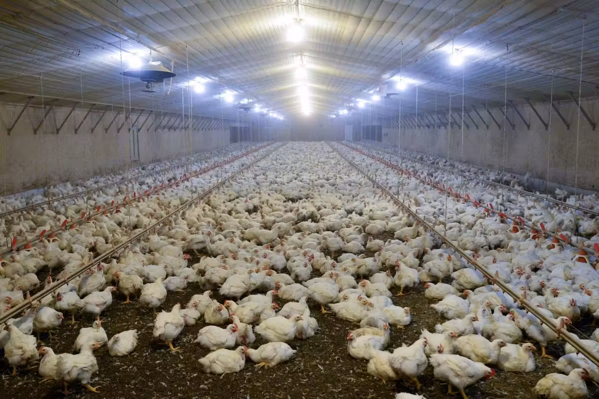 Effetto Mercosur: polli contaminati