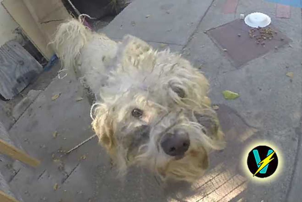 Filthy, Abandoned Puppy Gets An Extreme Makeover, Hollywood Style