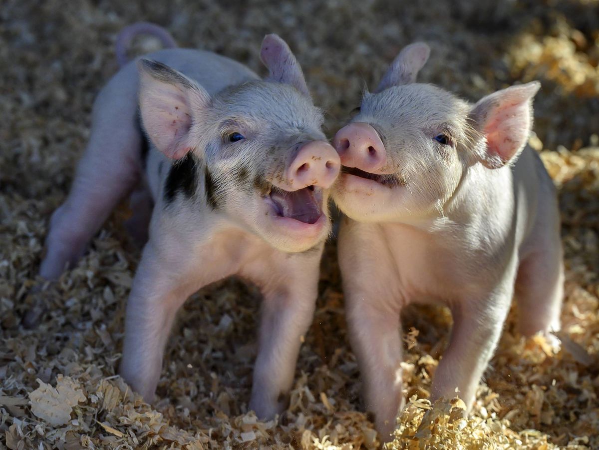 Die „Save Our Bacon“-Klausel des Landwirtschaftsgesetzes greift die Rechte ...