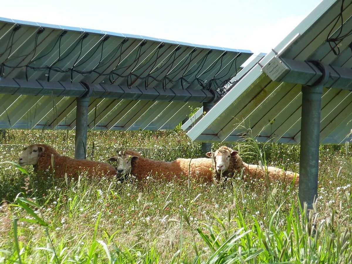 Tariffs Won't Save America’s Farms; Community-Rooted Solar Power Might