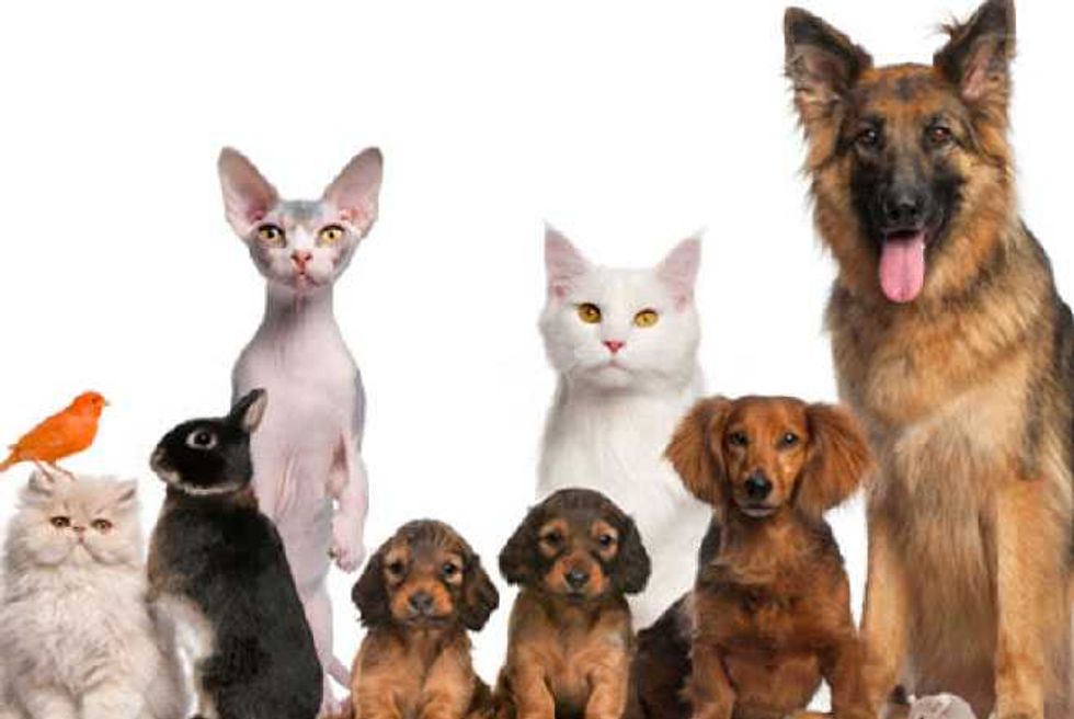Adventures In Dating—Spotlight On Must Love Pets