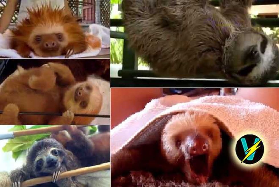 Stop What You’re Doing And Watch The Cutest Sloth Video Ever