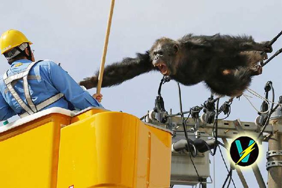 ChaCha The Chimp Makes Desperate Break For Freedom From Japanese Zoo