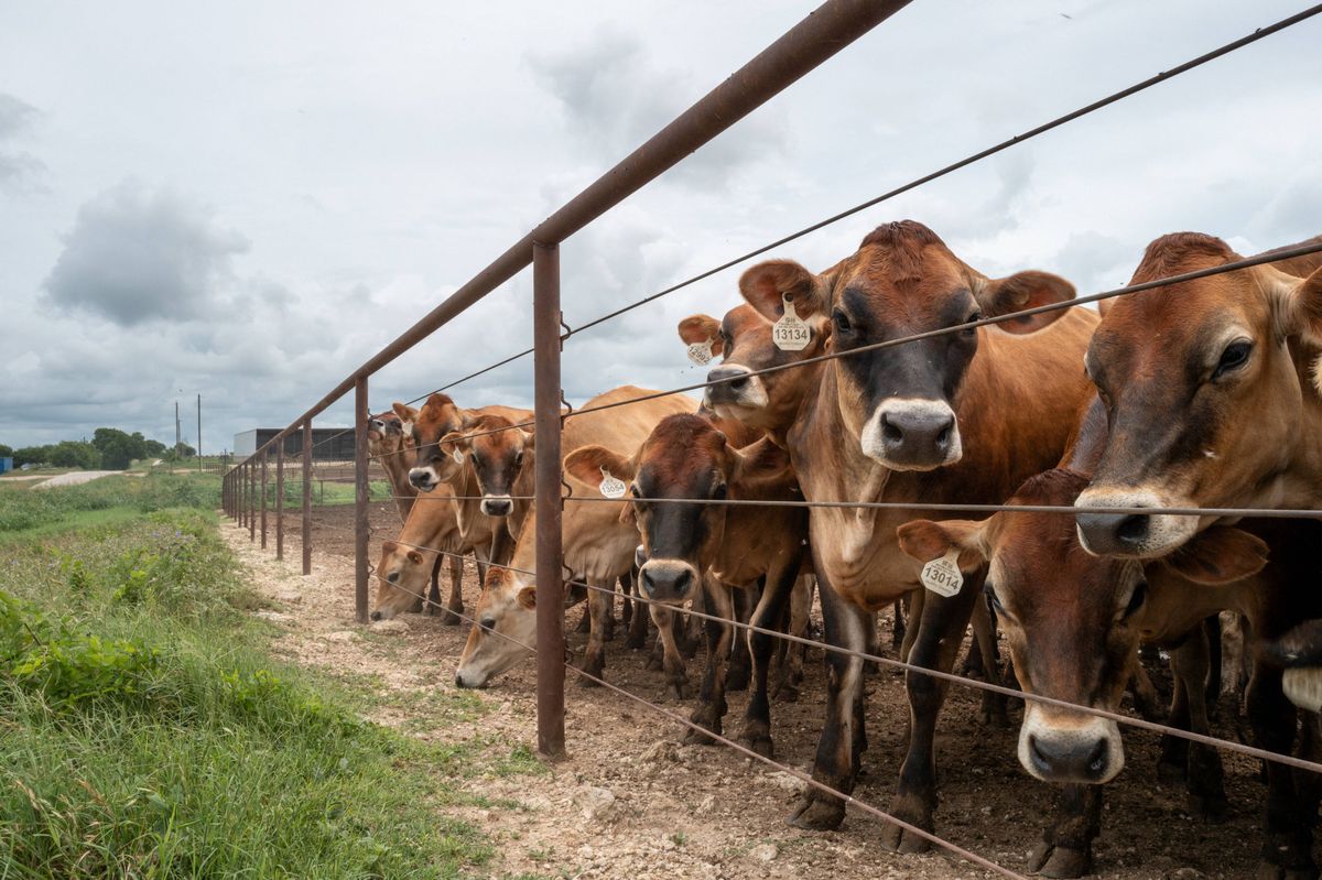 Schraubenwurmparasit „nicht mehr in Texas eingedämmt“, während Trumps USDA ...