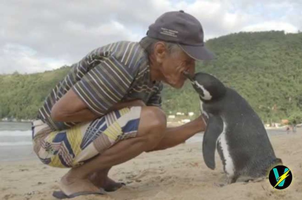 Penguin Swims 5,000 Miles Every Year To Visit The Man Who Saved His Life