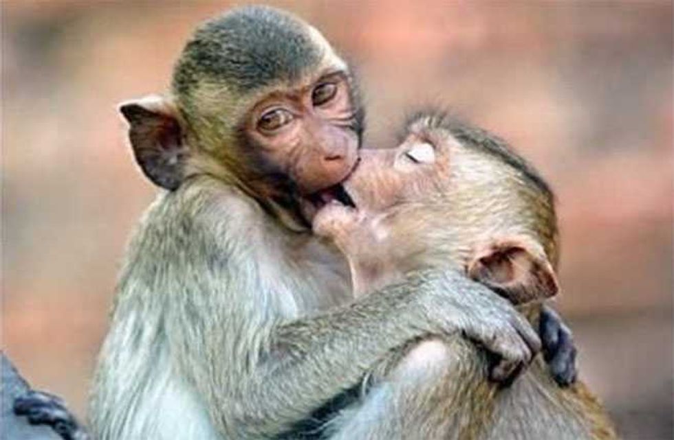 Monkeys kissing