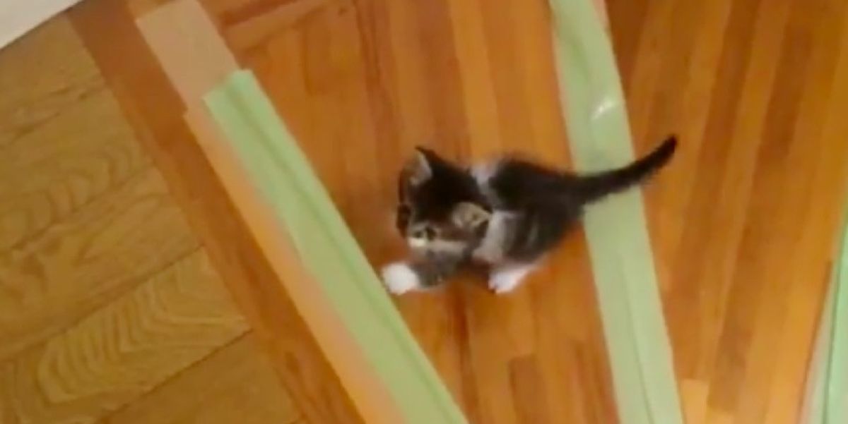 Rescue Kitten Wants to Learn to Climb Stairs, So His Human Helps Love
