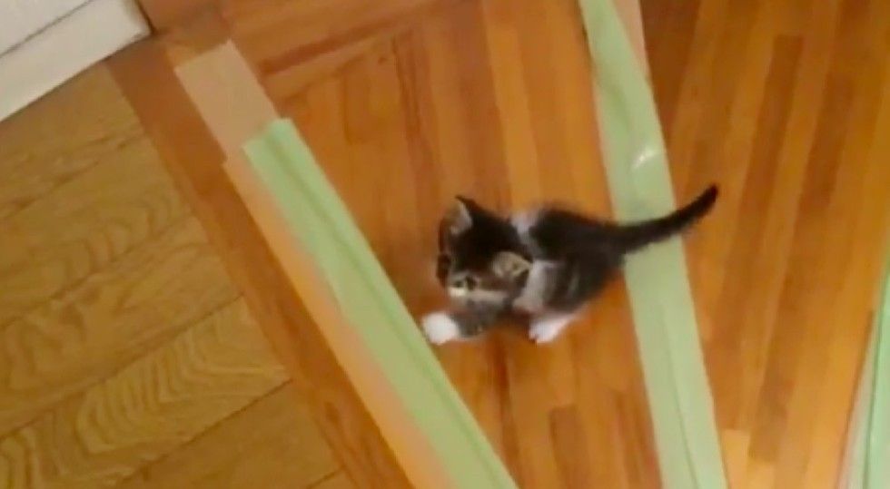 Rescue Kitten Wants to Learn to Climb Stairs, So His Human Helps Love