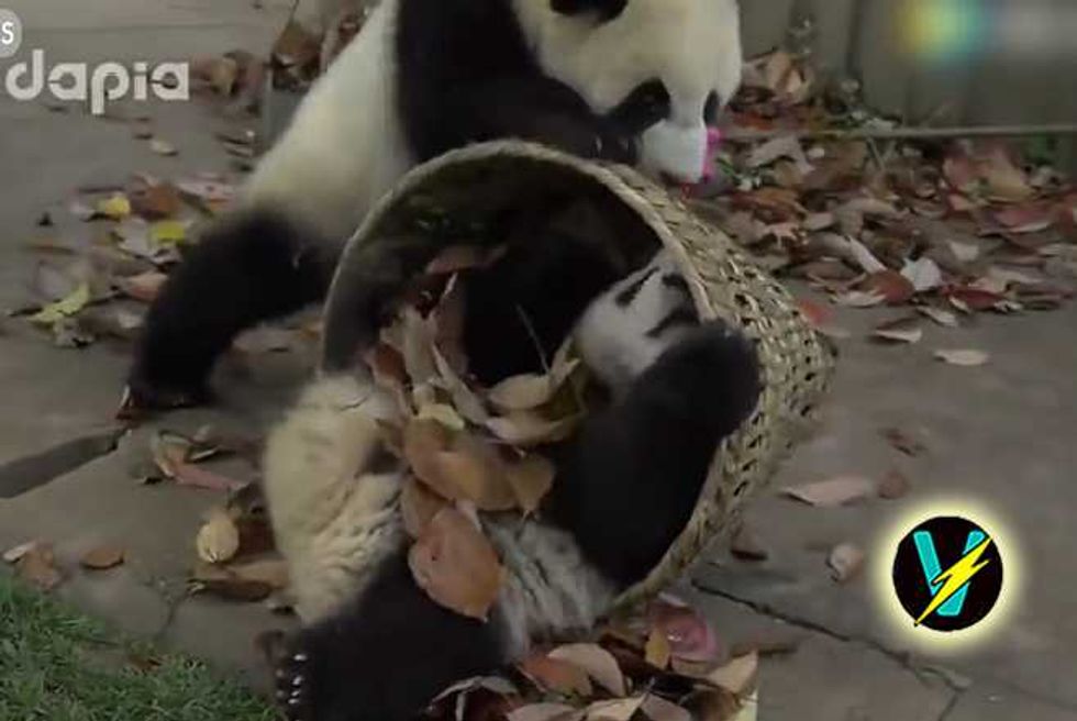Panda Breeding Base Cleaning Time Is Adorable Playful Panda-monium