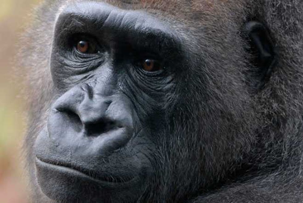 Why The Harambe Outrage Should Be Over Zoos Keeping Gorillas Captive