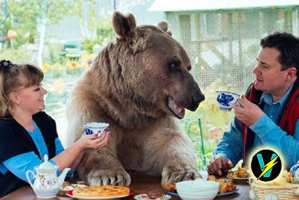 Meet The Russian Couple Who Live With A 300Lb Brown Bear Called Stepan