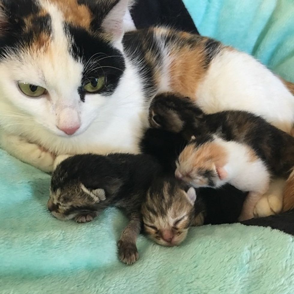 Stray Calico Mama Saved Along with Her 5 Babies, One of Them is 'Mini ...