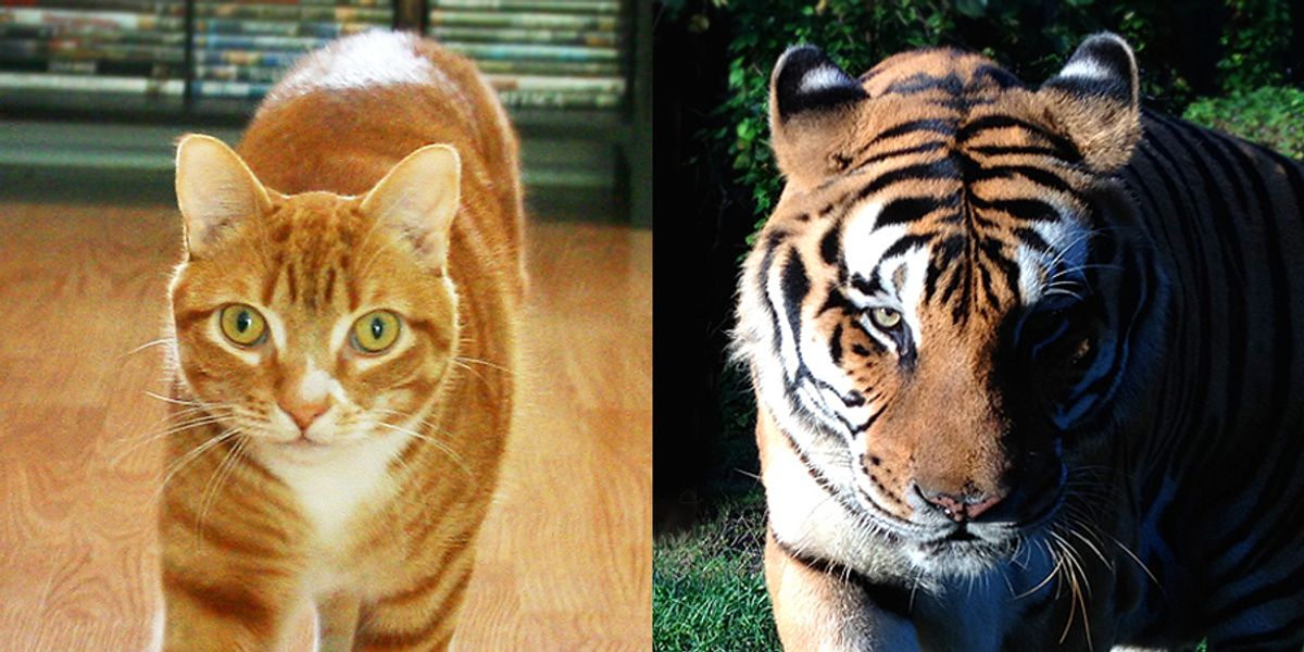 tiger polydactyl cat