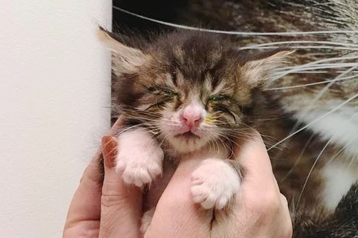 They Said His Eye Would Be Blind for the Rest of His Life, But the Kitty Proved Them Wrong