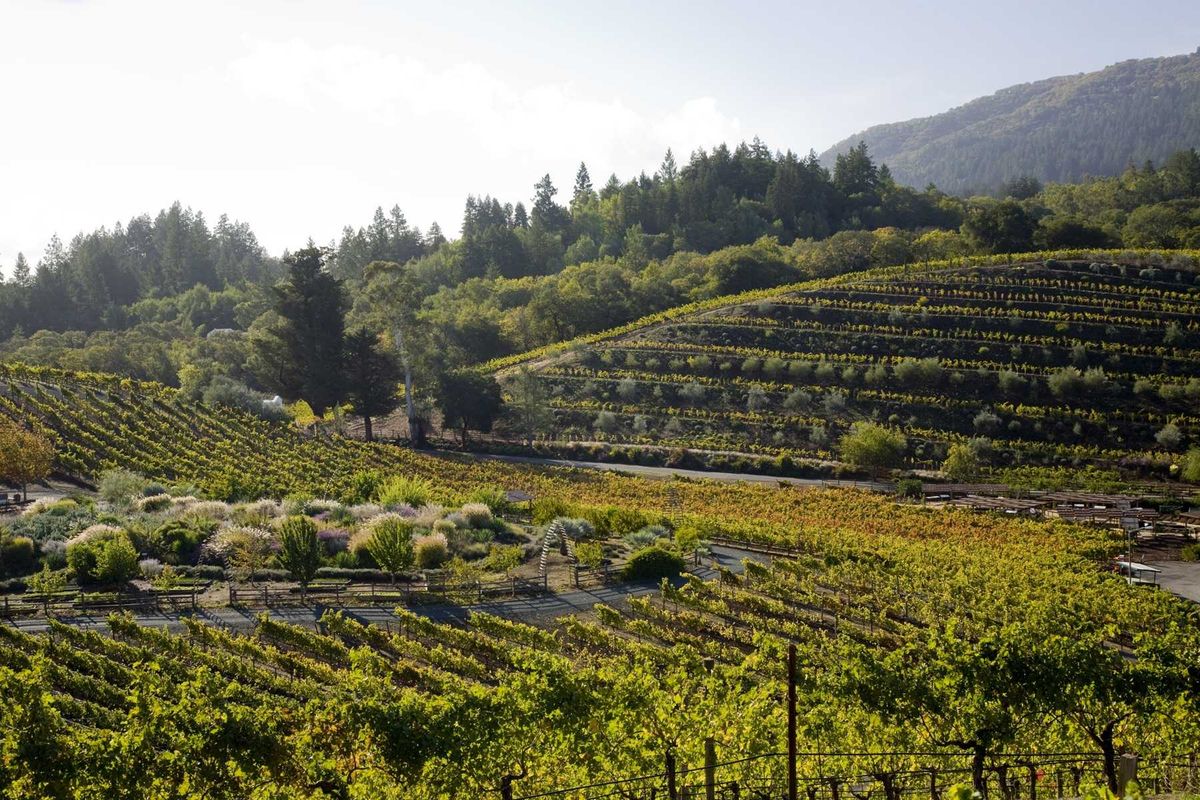 Image for A Modern Guide to Glen Ellen, A Tiny Gem in Sonoma Wine Country