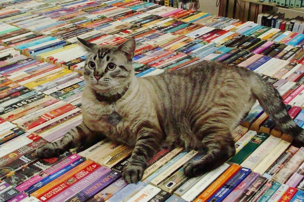 Browser the Library Cat Gets to Stay at the Place He Calls Home