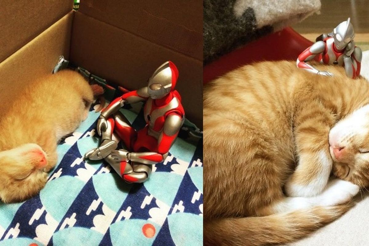 They Document Their Kitten's Growth with Help from Ultraman