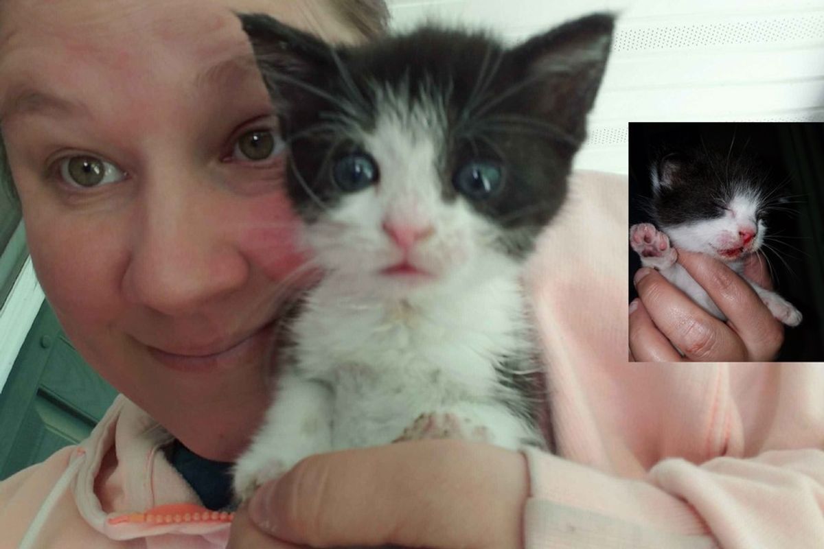Woman Stops in Traffic to Save Kitten from the Brink of Death
