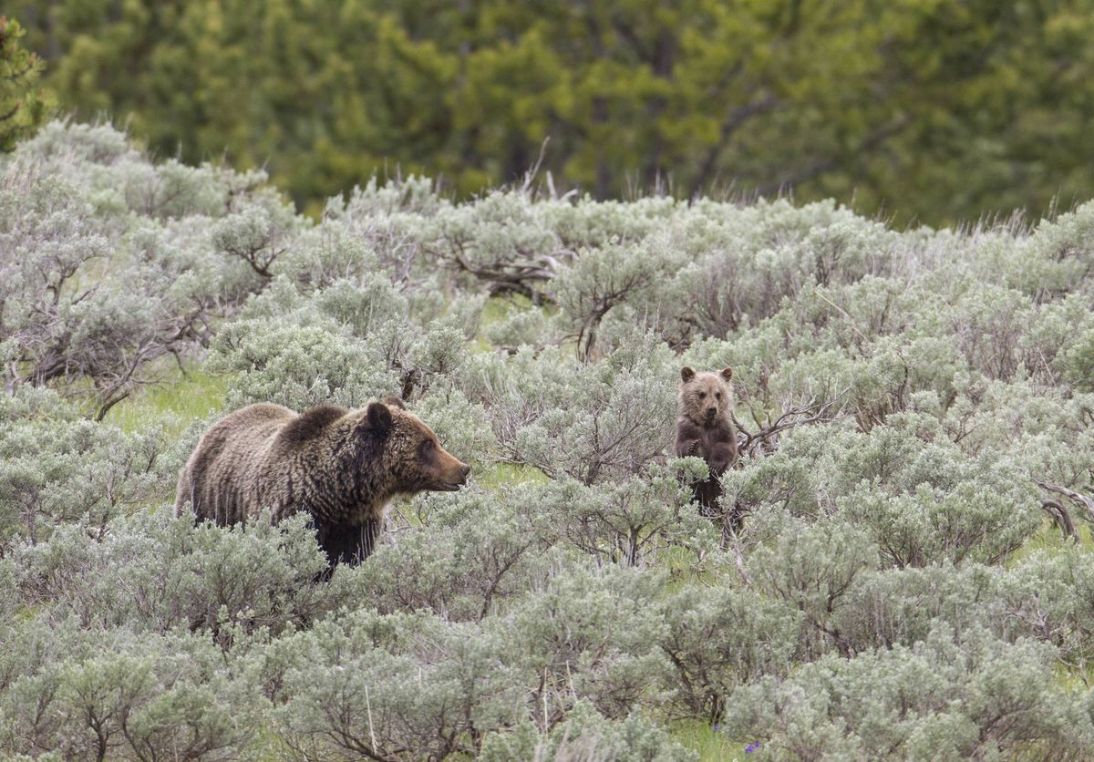 Trump Killing Roadless Rule Would Put 400 Species on 'Extinction Fast ...