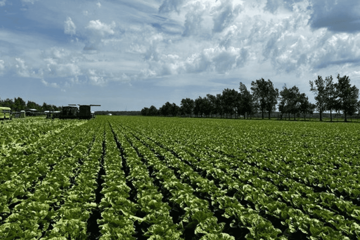 New Report: Trump’s Food Safety Cutbacks Are Making Americans Sick