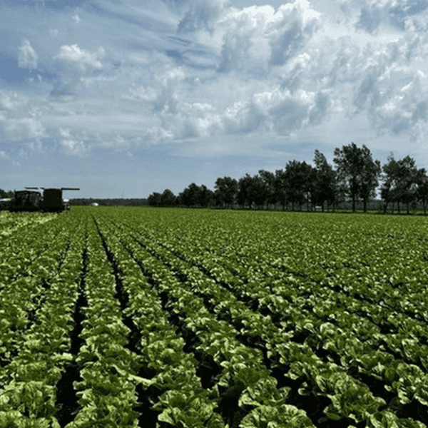 New Report: Trump’s Food Safety Cutbacks Are Making Americans Sick