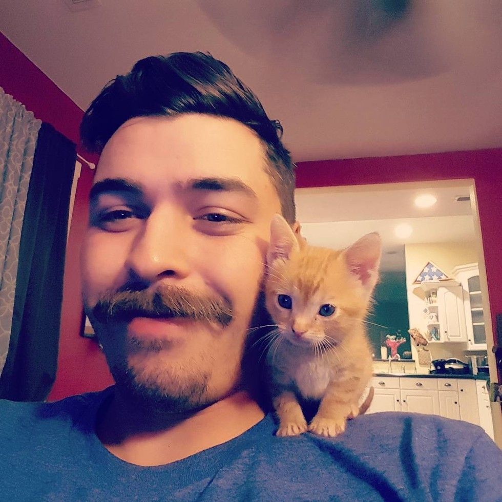 Man Saves A Tiny Kitten Who Becomes His Purrfect Partner - Love Meow